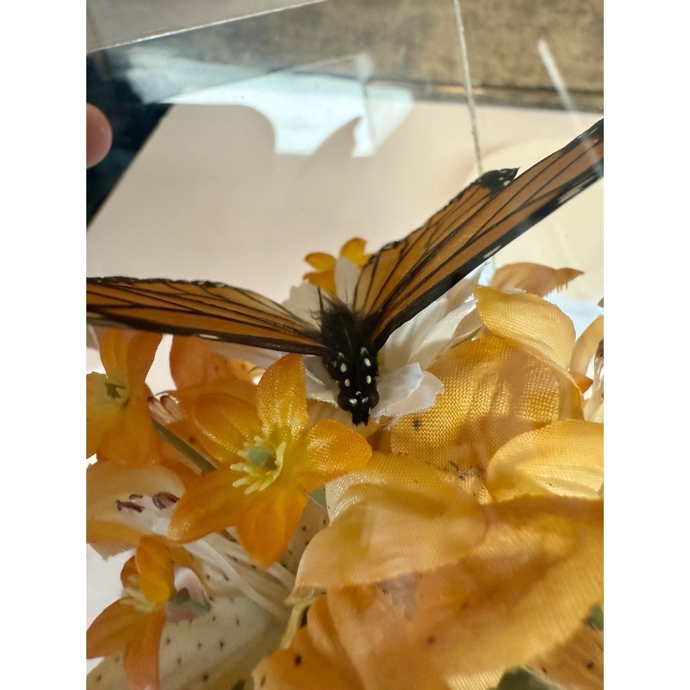 Vintage 1970s Real Monarch Butterfly Display Taxidermy Acrylic Case Decor - Picture 8 of 13